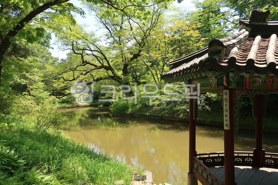 한국,고궁,궁,창덕궁,창덕궁후원,한옥,후원,궁궐,건축물,건물,전통,한국문화,korea,traditional,지붕,기와,architecture,history,대한민국,아시아,서울,궁전,동양,나무,연못,tree,pond,garden,koreangarden,green,koreantraditional,koreanculture,감성,koreanlandmark,정자