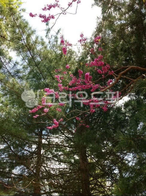 박태기나무,벅태기나무꽃,chineseredbud,콩과,밥태기꽃나무,칼집나무,구슬꽃나무,유다나무,judastree