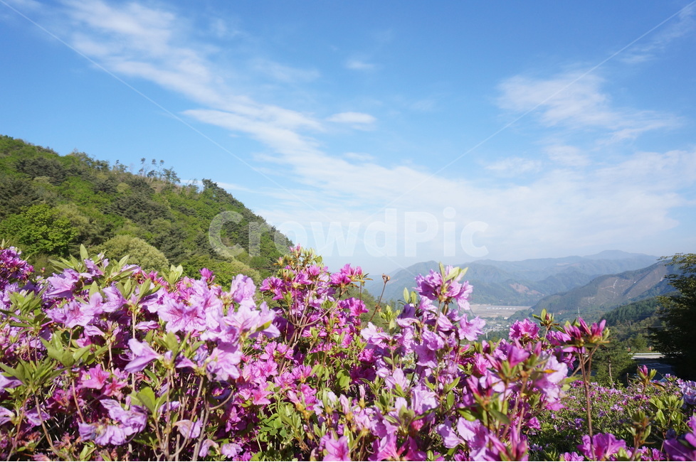 산,철쭉,분홍,파랑하늘,나무,아침,햇살,봄,봄,계절,spring,season,자연,풍경,nature,landscape,식물,plants,꽃,flower,geranium,제라늄,plant,blossom