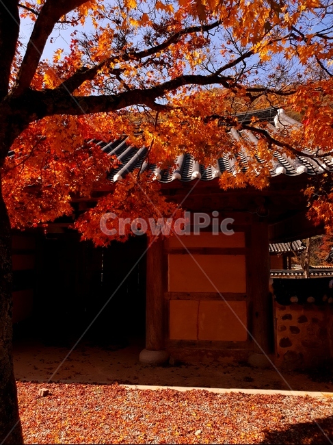 단풍,나무,가을,사찰,풍경,tree,plant,식물,leaf,잎