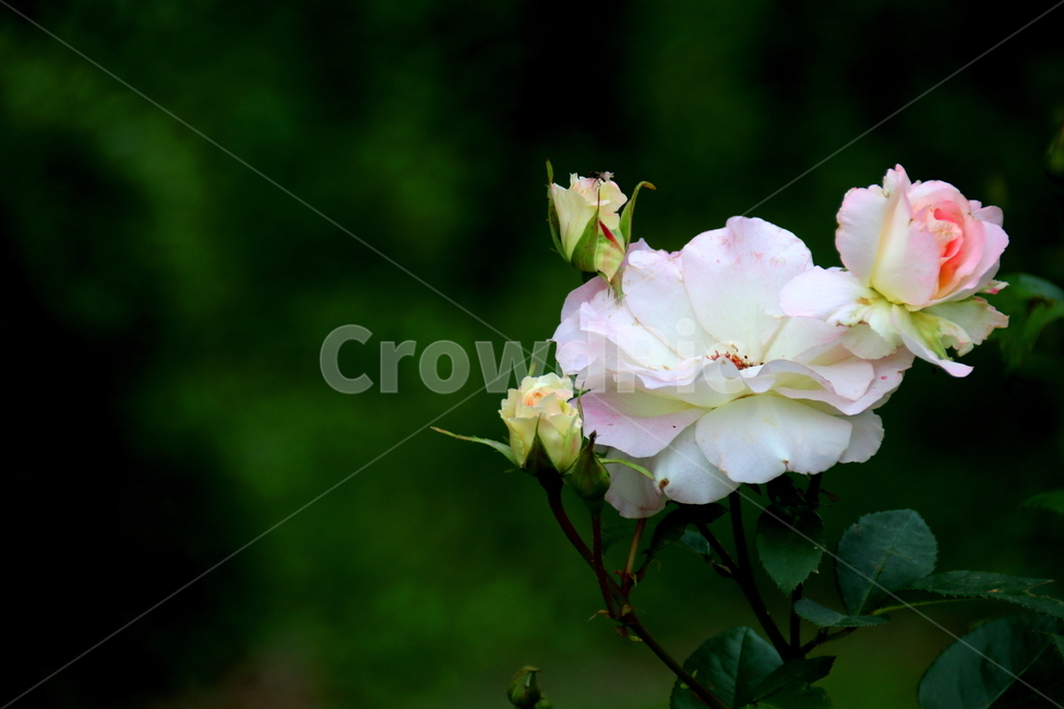 꽃,장미,봄,식물,자연,식물,자연,plants,nature,꽃,flower