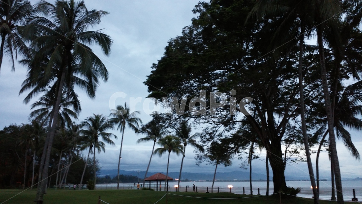 야자수,나무,tree,palmtree,여름,저녁,리조트,resort,휴가,vacation,outdoors,자연,풍경,nature,landscape,옥외