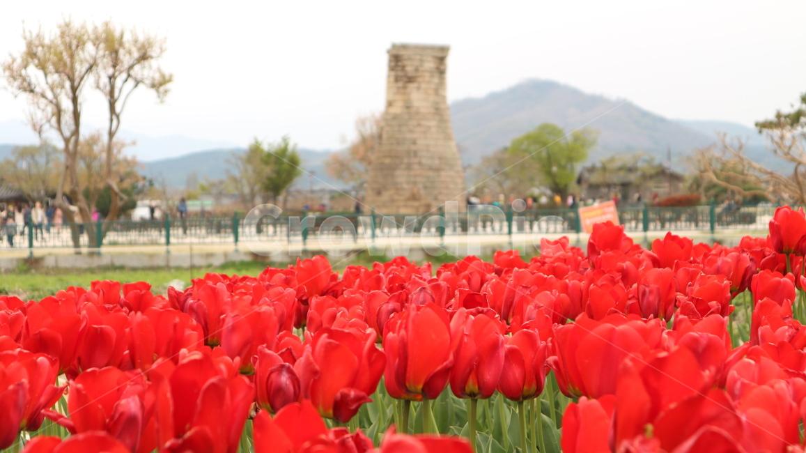 첨성대,flower,튤립,감성사진,경주,꽃밭,봄,spring,랜드마크,landmark,tourist attraction,한국랜드마크,한국관광지,한국명소,korea landmark,korea tourist attraction,식물,자연,plants,nature,꽃,flower