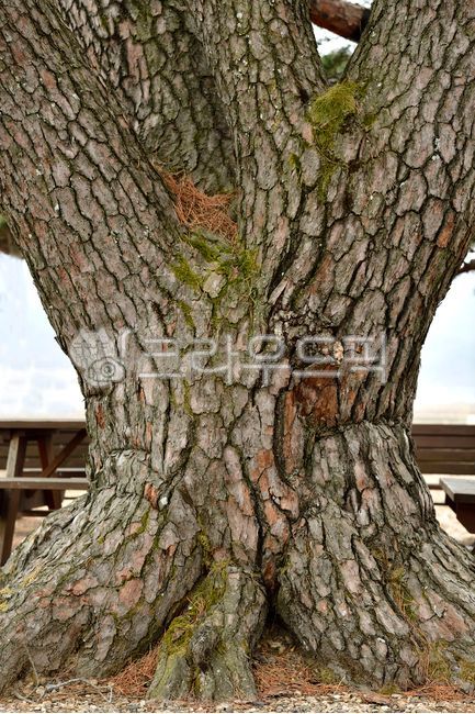tree trunk,Gyeongbuk,protected tree,natural monument,Uiseonggun,plant,tree