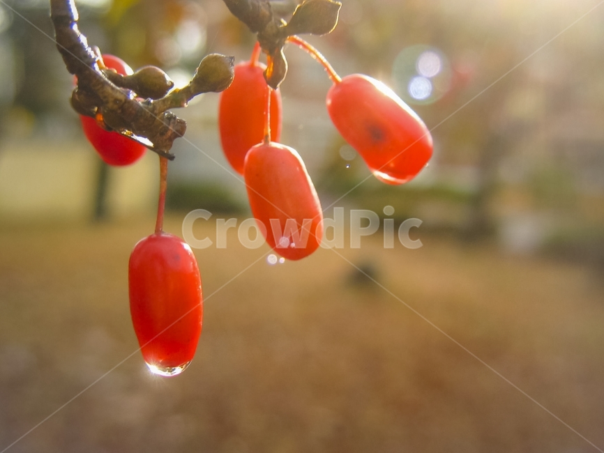 산수유,열매,빨갛다,이슬,물방울,플레어,corni,cornusfruit,식물,자연,plants,nature,과일,열매,fruit,감성,sensible,feeling,휴식,힐링,rest,relaxation,healing