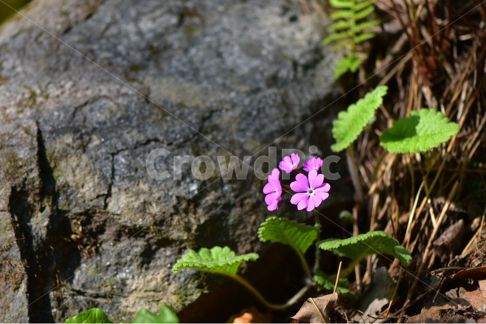 앵초,야생화,꽃,생태,식물,자연,산꽃,봄,감성,힐링,플라워,계절,시즌,wild,Flower,plants,nature,spring,season,식물,자연,plants,nature,꽃,flower