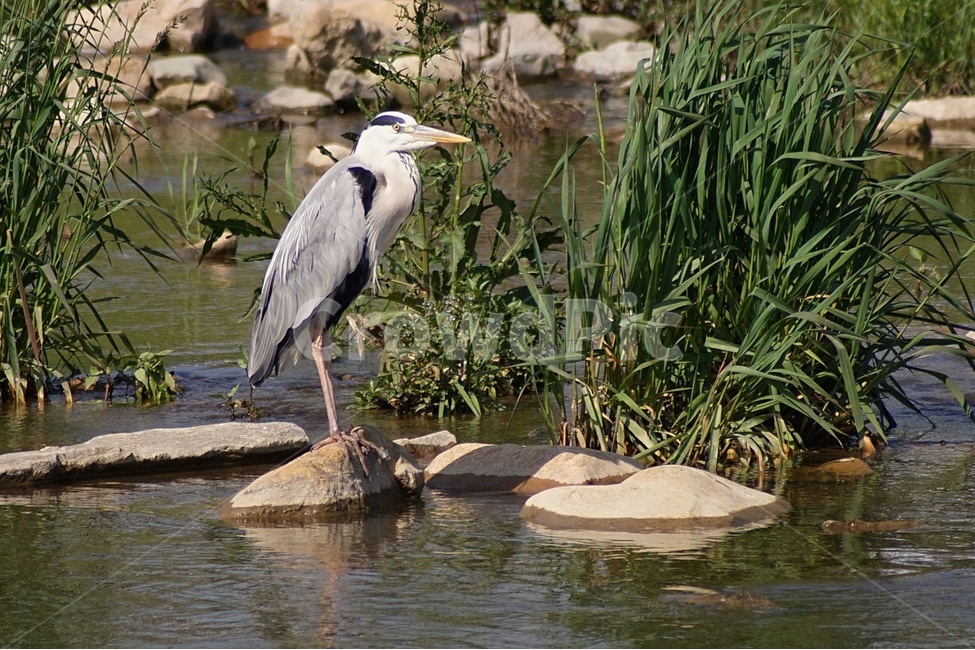 부산,수영강,왜가리,조류,탐조,비행,동물,animal,조류,새,birds