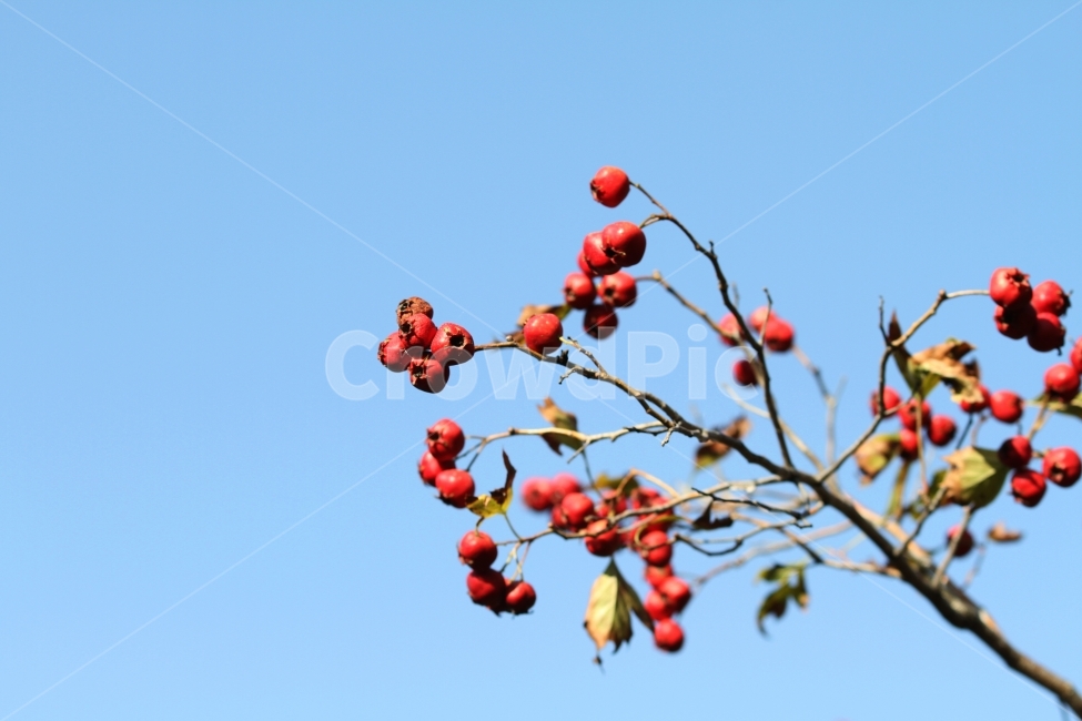 가을열매,가을사진,감성사진,빨간열매,식물,자연,식물,자연,plants,nature,과일,열매,fruit