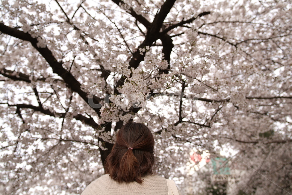 봄,벚꽃,소녀,핑크,풍경,감성,플라워,식물,자연,색깔,색상,색감,plants,color,sense,가든,tree,nature,flower