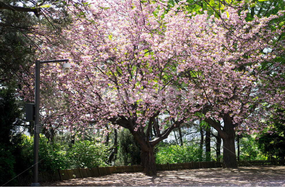 겹벚꽃,왕벚꽃,핑크,봄,하늘,풍경,계절,spring,season,식물,자연,plants,nature,꽃,flower,보라매공원,나무,tree,봄,계절,spring,season,식물,자연,plants,nature,나무,trees,wood,plant,blossom