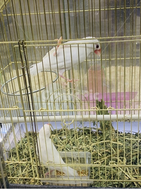 백문조,문조,새,새장,반려동물,하양,조류,하얀색,paddybird,bird,birdcages,pet,white