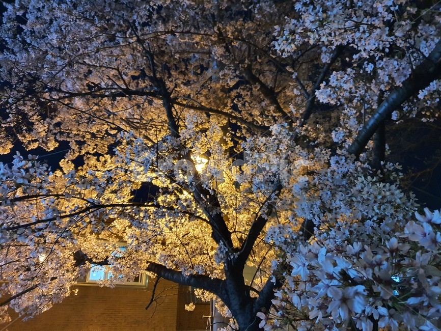 cherryblossom,벚꽃,꽃,blossom,flower,plant,식물,야화,야경,조명,light,봄꽃