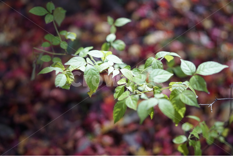 국내여행,내장산,단풍,풍경,햇살,식물,자연,plants,nature