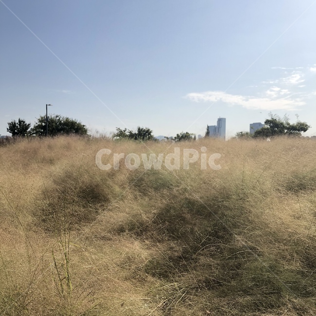 nature,자연,bush,outdoors,plant,자연,풍경,nature,landscape