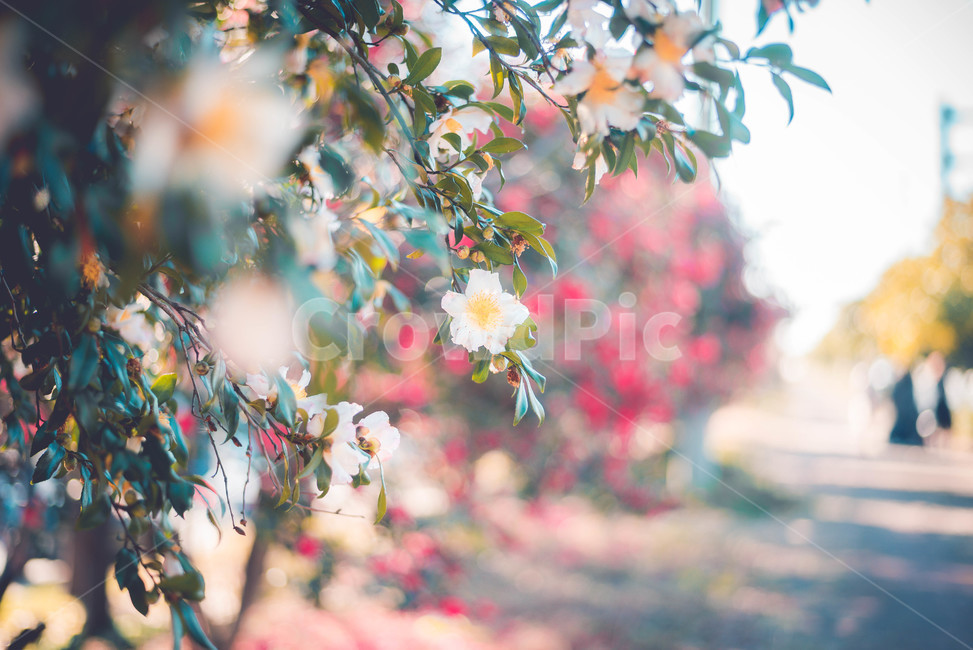 plant,식물,동백,꽃,나무,식물,자연,plants,nature,꽃,flower