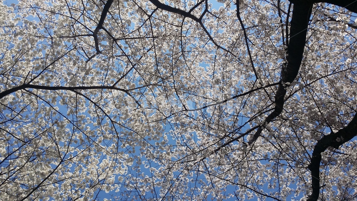 벚꽃,나무,하늘,봄,여유