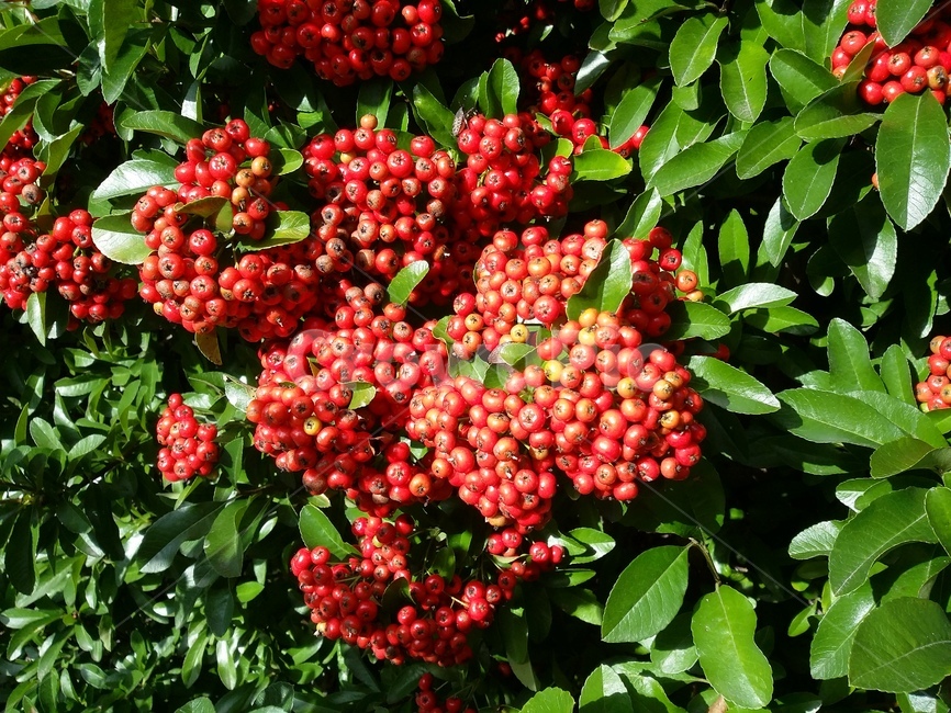 자연,plant,식물,열매,잎,과일,열매,fruit