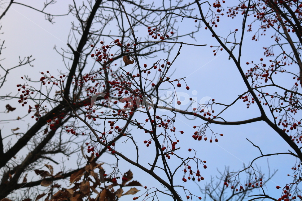 팥배나무,나무,식물,자연,열매,장미과,팥배열매,붉은열매,풍경,활엽수,낙엽수,가을,나뭇가지,식물,자연,plants,nature,나무,trees,wood