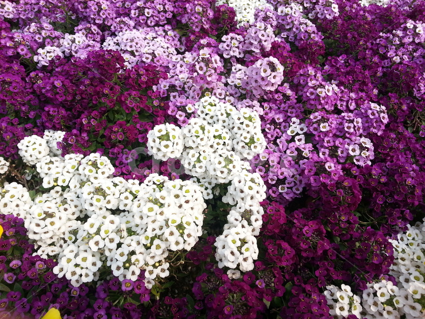 식물,blossom,꽃,flower,알리섬