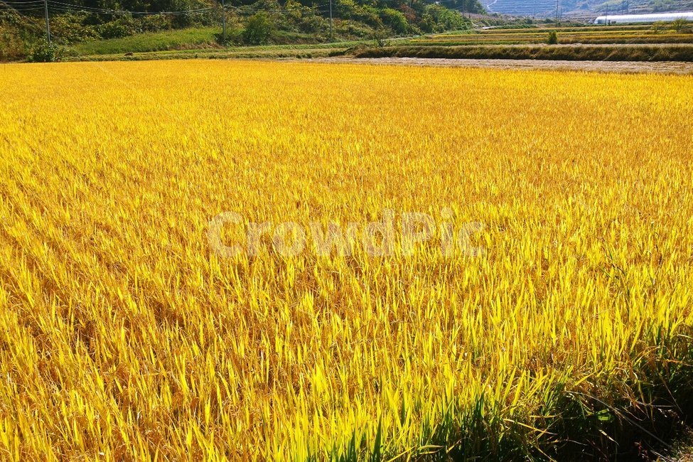 벼,금,벼농사,가을,황금색,들판,산업,industry,industrial,농업,농사,agriculture,farming,farming industry