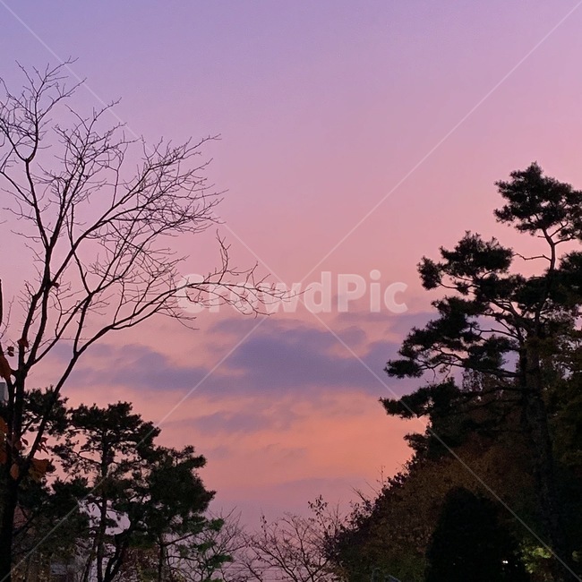 붉은하늘,redsky,tree,나무,하늘,sky