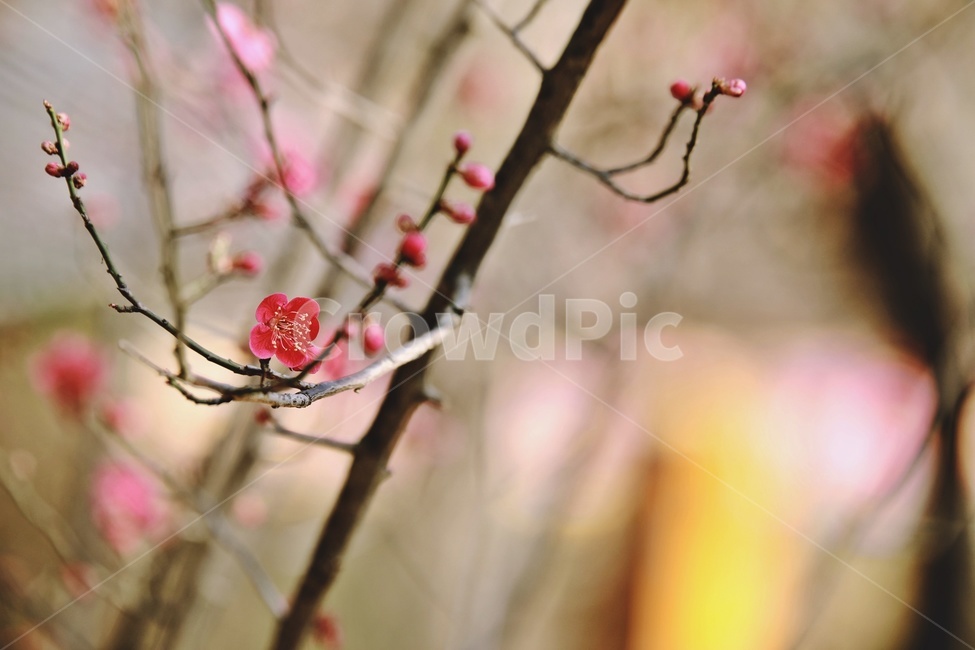 홍매화,매화,꽃,apricotflower,pinkflower,봄,계절,spring,season,식물,자연,plants,nature,꽃,flower,plant