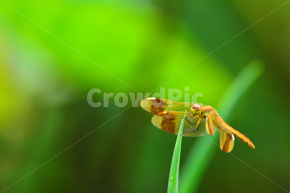 잠자리,곤충,동물,휴식,풀잎,쉼,dragonfly,날개,꼬리,접사,마크로,클로즈업,macro,무늬,야외,풀밭,동물,animal,곤충,벌레,insect,bug