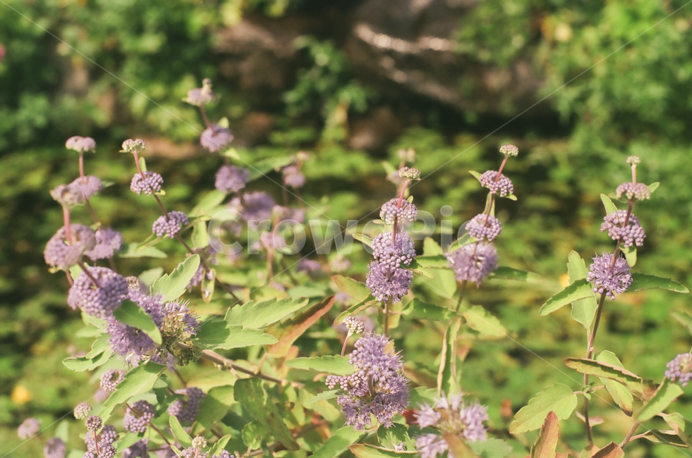 가을,꽃,autumn,fall,계절,season,식물,자연,plants,nature,풀,flower,초록,녹색,풍경,landscape,감성,빈티지,아날로그,필름,필름사진,필름카메라,film,filmcamera,식물,자연,plants,nature,꽃,flower
