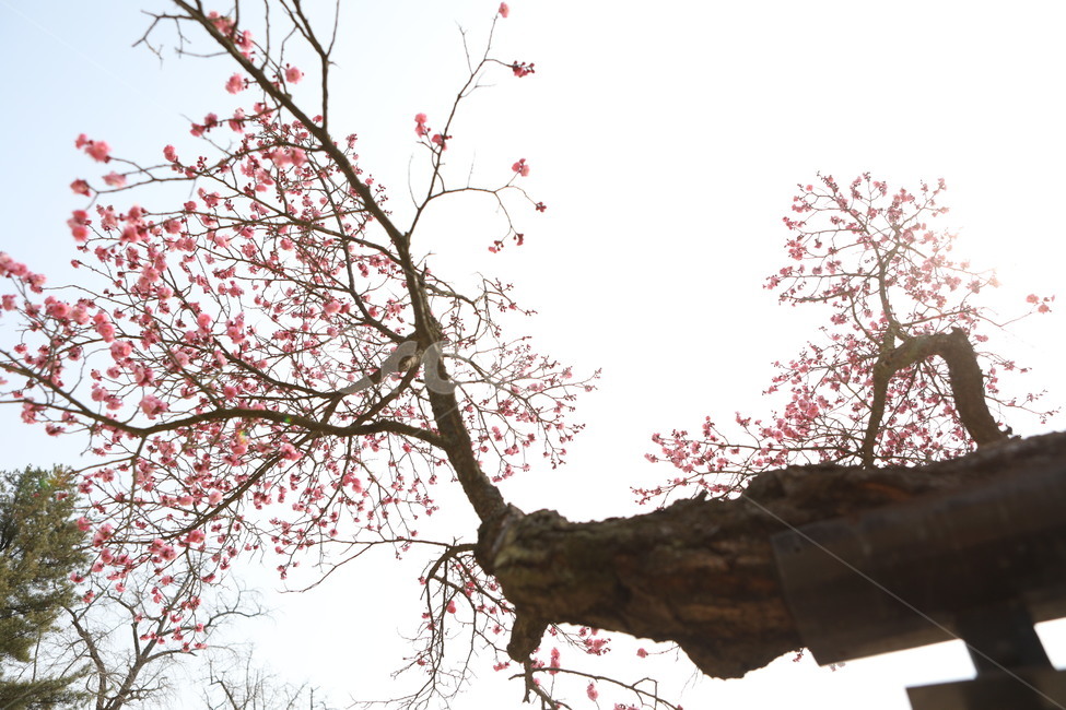 매회,분홍,나무,품격,인내,식물,자연,plants,nature,꽃,flower,나무,trees,wood
