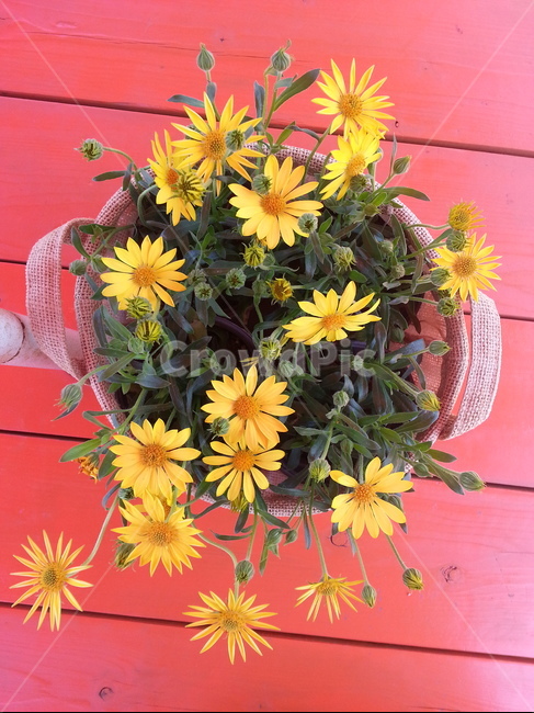 봄꽃,봄날,spring,flowers,식물,아름다운,노랑색,노랑색꽃,beautifu,예쁜,화분,봄,계절,season,자연,plants,nature,꽃,flower
