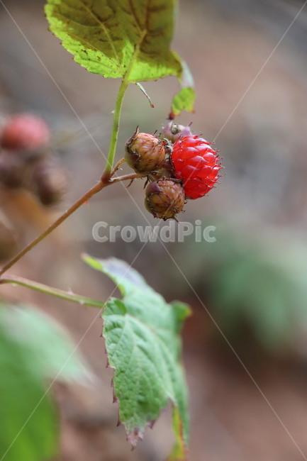 산딸기,복분자,열매,strawberry,nature,과일,열매,fruit