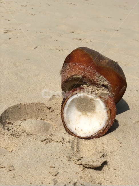 코코넛,코코넛껍질,휴가,여름휴가,바다,모래사장,coconut,sea,ocean,여름,summer,beach,vacation