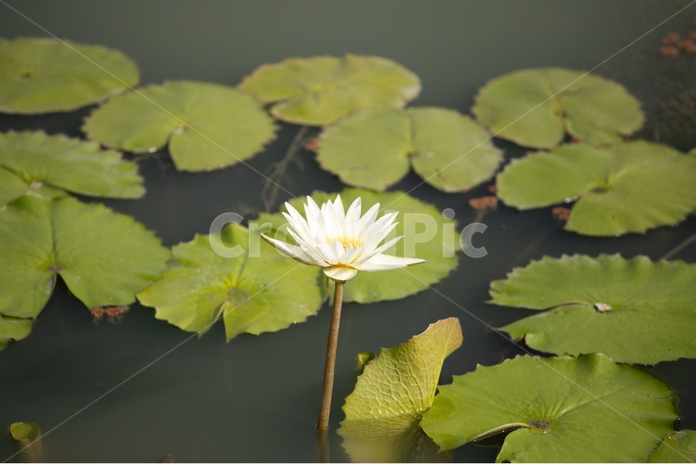 자연,꽃,연꽃,수련,빅토리아,식물,자연,plants,nature,꽃,flower