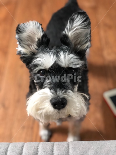 강아지,개,슈나우저,미니어처슈나우저,schnauzer,puppy,dog,miniatureschnauzer,동물,animal,포유류,mammal,개,강아지,dog,doggy