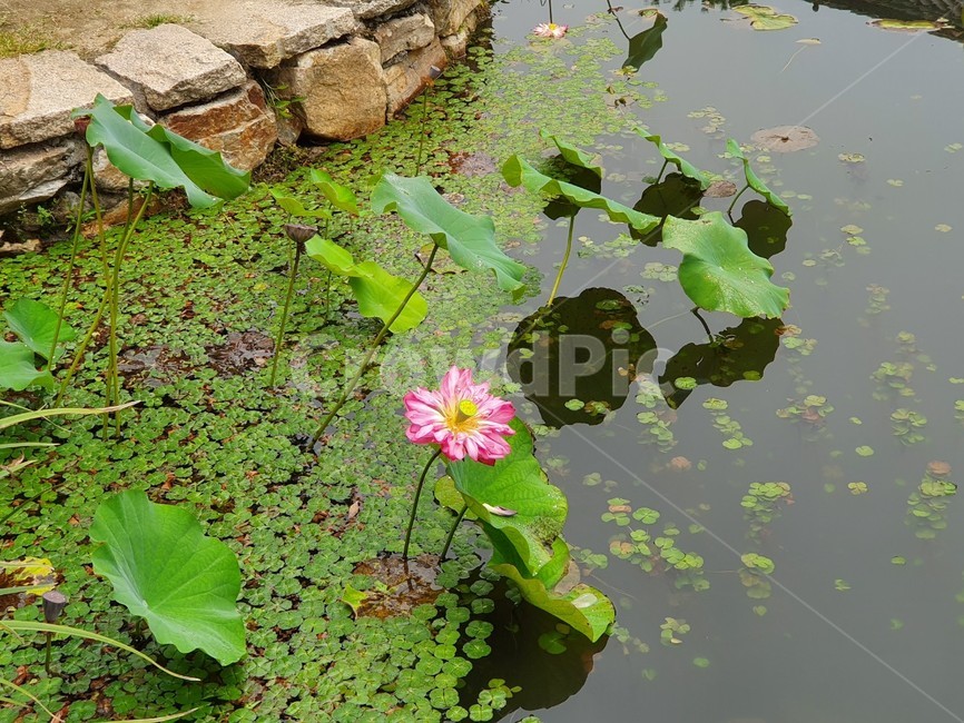 식물,flower,blossom,water,땅,자연,outdoors,식물,자연,plants,nature,꽃,flower