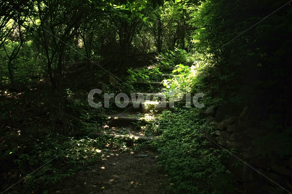 자연,숲,풍경,outdoors,nature,여름,안산,홍제동,자연,풍경,nature,landscape
