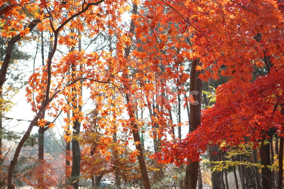가을,단풍,남이섬,남이섬단풍,가을풍경,가을,계절,fall,autumn,season,자연,풍경,nature,landscape,tree,나무,plant,식물,maple,leaf,잎