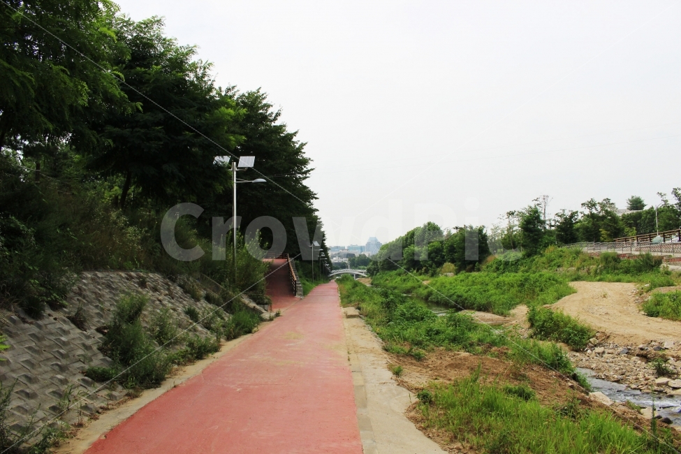 자연,야외,공원,식물,잎,초록,나무,나뭇가지,산림욕,산책,오솔길