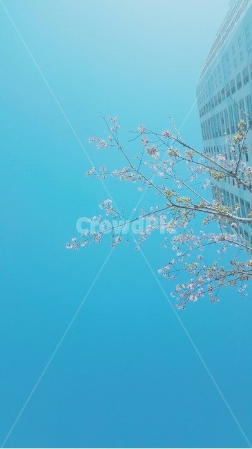 하늘,벚꽃,봄,나무,식물,감성,봄,계절,spring,season,plant