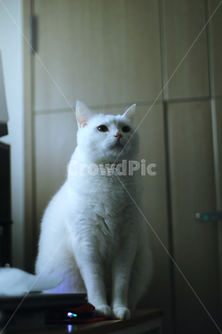 cat,animal,angora,앙고라,고양이,동물,동물,animal,포유류,mammal,고양이,cat,kitten,kitty