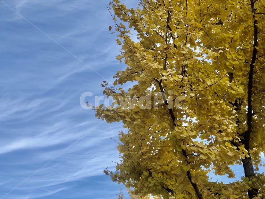 나무,가을,은행나무,은행,tree,가을,계절,fall,autumn,season