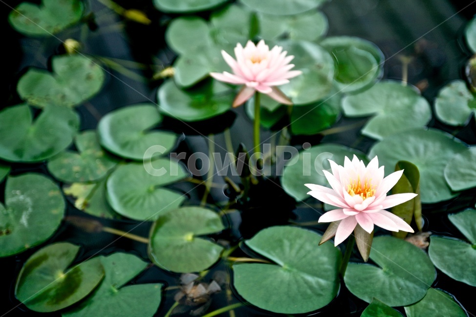 연꽃,연잎,lotus,핑크,녹색,green,pink,식물,자연,plants,nature,꽃,flower