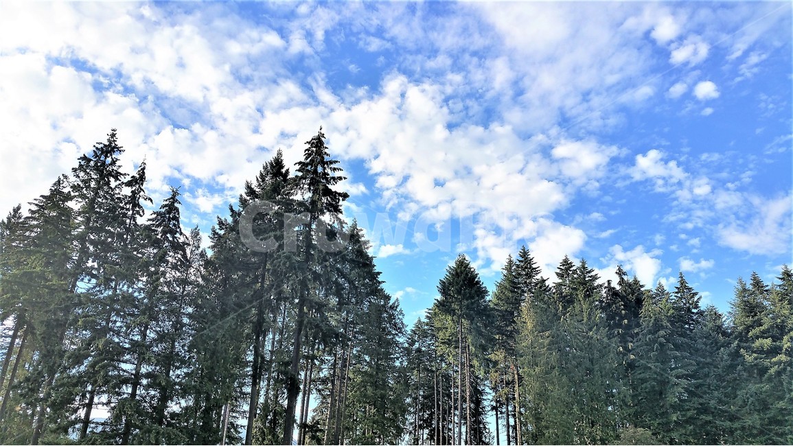 하늘,푸른하늘,나무,구름,자연,자연,풍경,nature,landscape,식물,plants,나무,trees,wood,tree,plant,fir,전나무