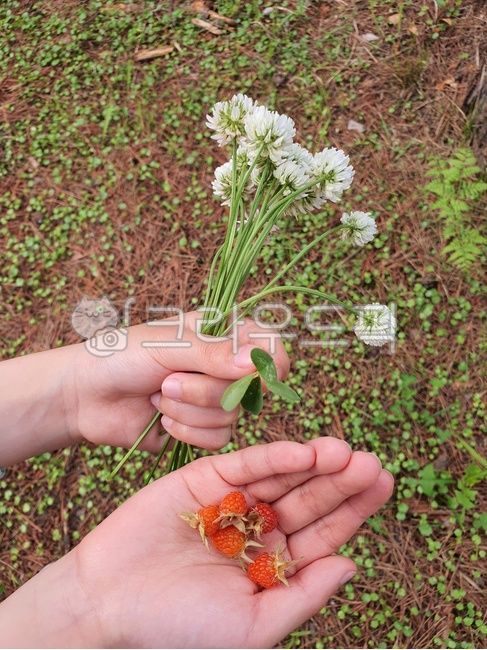 raspberry,Raspberries and clover,shamrock,A gift from nature,natural gift,clover flower,summer flowers