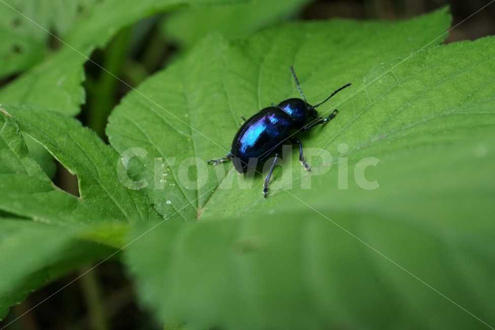 중국청람색잎벌레,Chrysochuschinensis,곤충,insect,벌레,자연,nature,식물,여름,summer,딱정벌레,7월,접사,macro,이파리,동물,animal,근접촬영,생명,감성,감성사진,힐링,힐링사진,신비,신비한,신비하다,신기,신기한,신기하다,snap,스냅,스냅사진,스냅샷,스넵,스넵사진,스넵샷,snapshot,그린,green,녹색,연두,연두색,윤기,광,반들반들,매끈매끈,풍경,landscape,한국자연,한국의자연,동물,animal,곤충,벌레,insect,bug