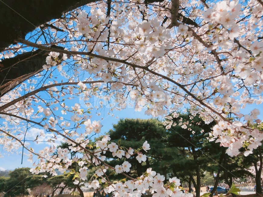 벚꽃,꽃,봄꽃,봄,식물,나무,벚꽃나무