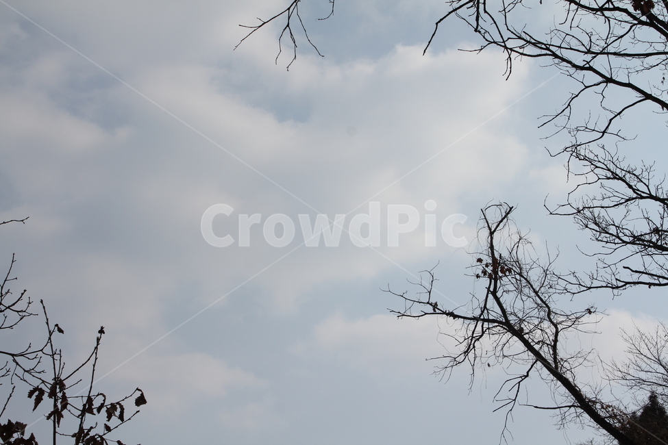 나무,하늘,자연,풍경,구름,겨울,계절,winter,season,자연,풍경,nature,landscape