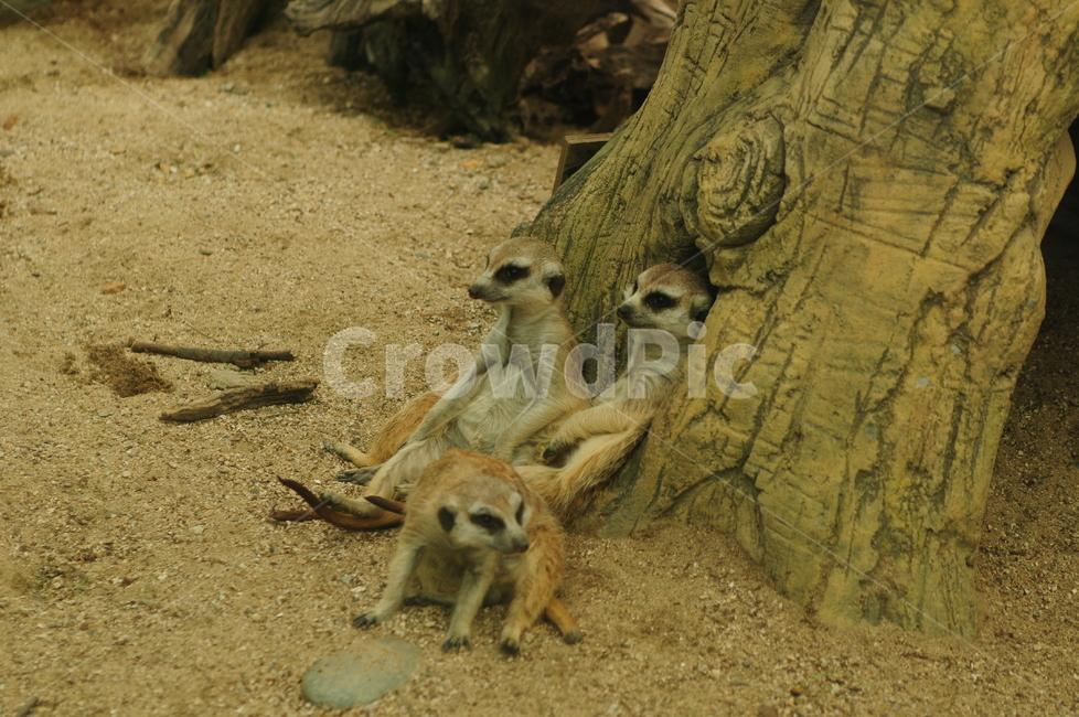 미어캣,동물,meerkat,수리카타,동물원