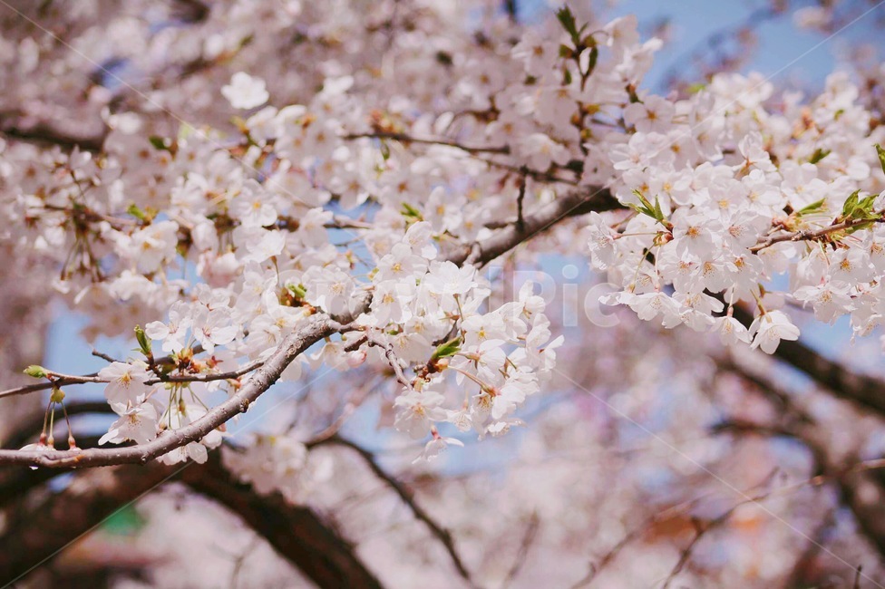 벚꽃,봄,벚꽃축제,벚꽃나무,꽃,봄,계절,spring,season,식물,자연,plants,nature,꽃,flower,plant,blossom