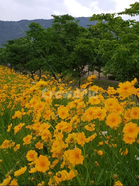 금계국,노랑,풍경,5월,꽃,식물,자연,plants,nature,꽃,flower